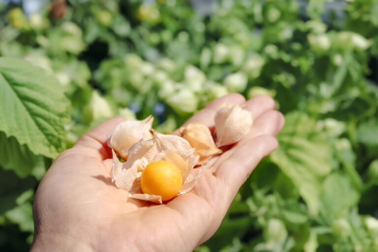 ground cherries