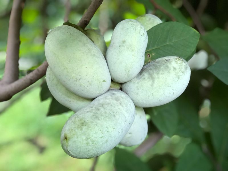 Pawpaw Paradise