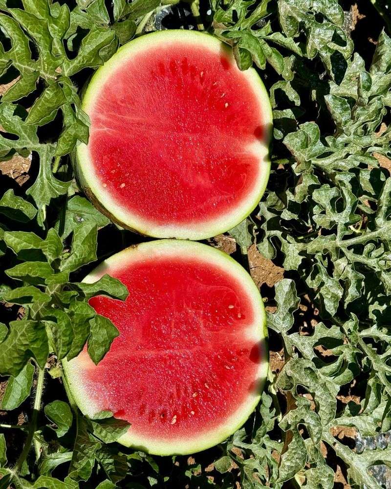 Juicy Watermelons