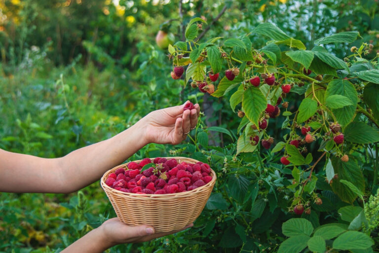 raspberries (featured image)