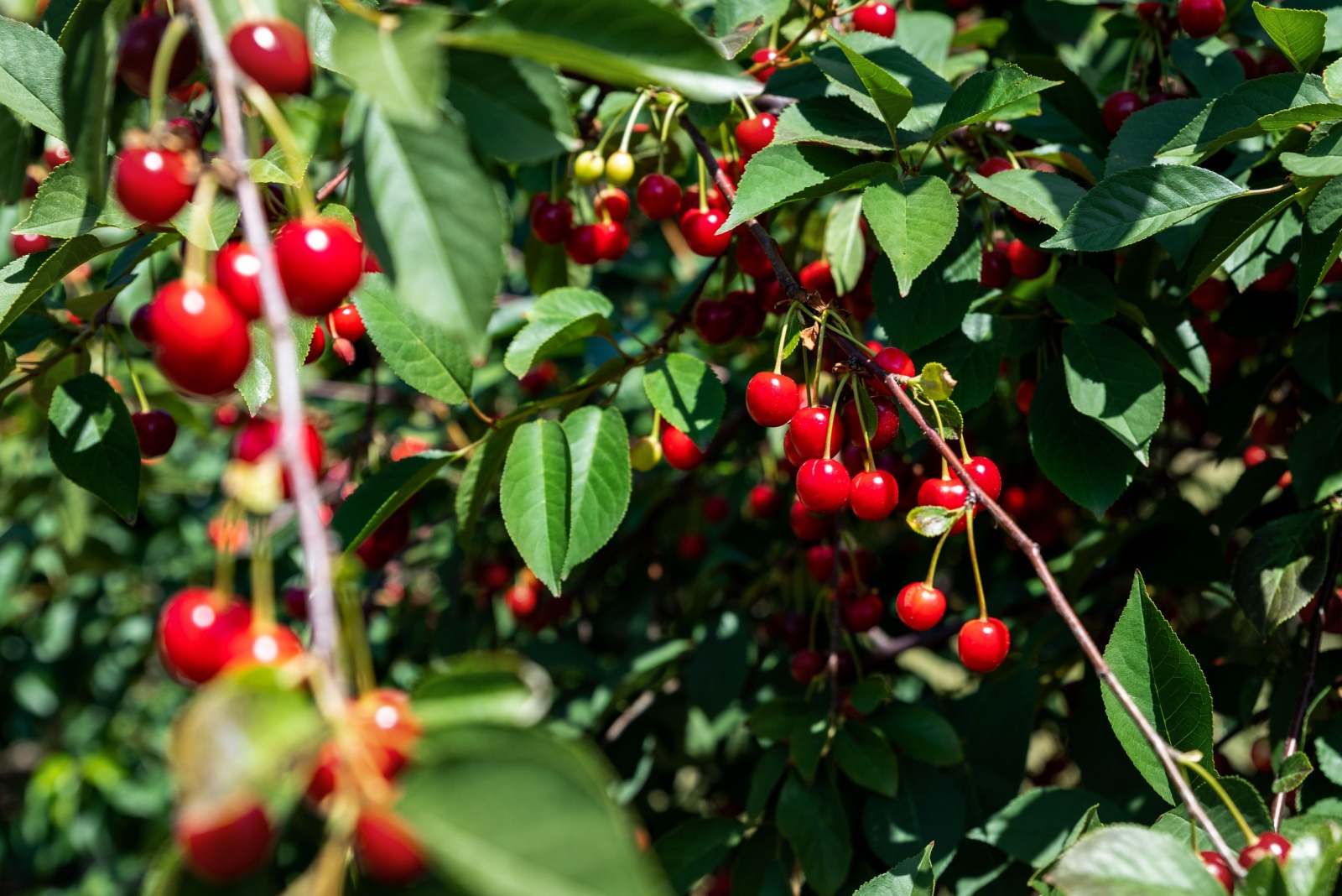 tart cherry fruits