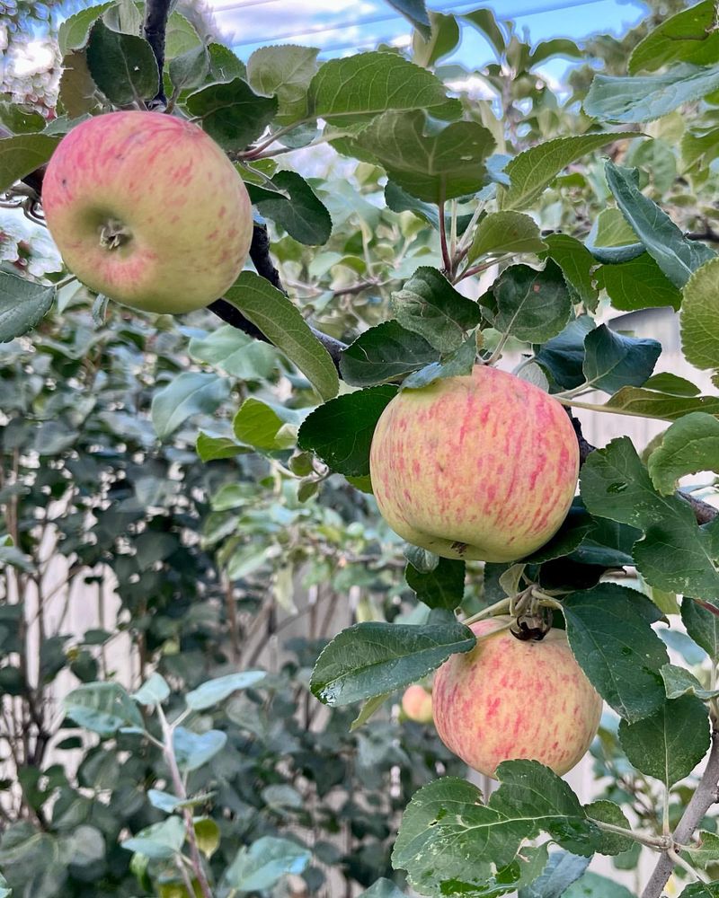 Hardy Apples