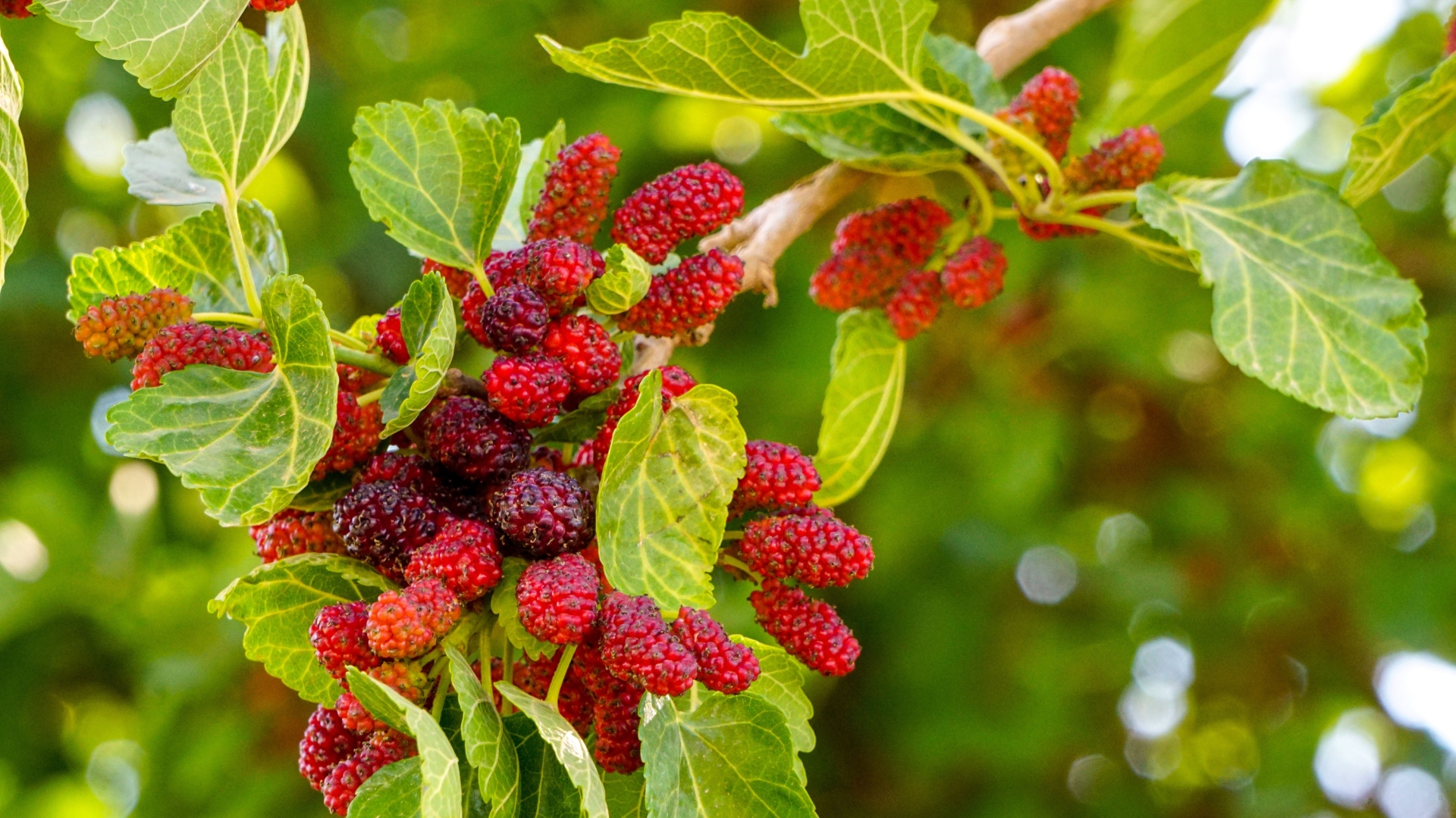 Fruits You Can Still Plant From Seed In August In South Carolina