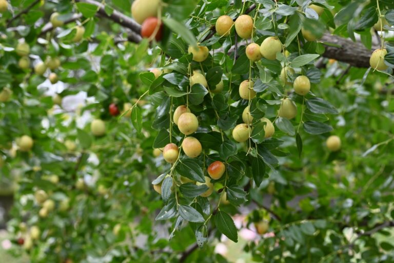 jujube fruit