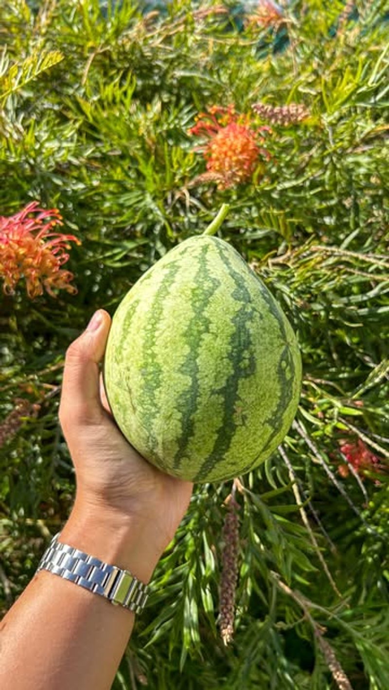 Watermelon's Last Hurrah