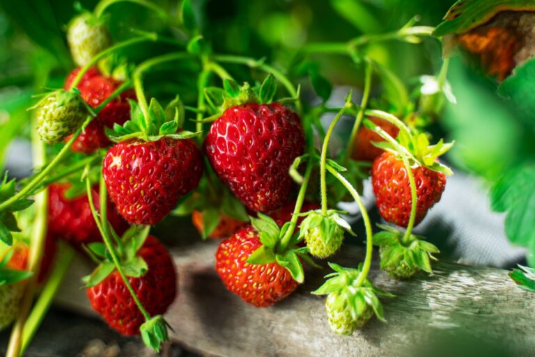 Ripe organic strawberry bush