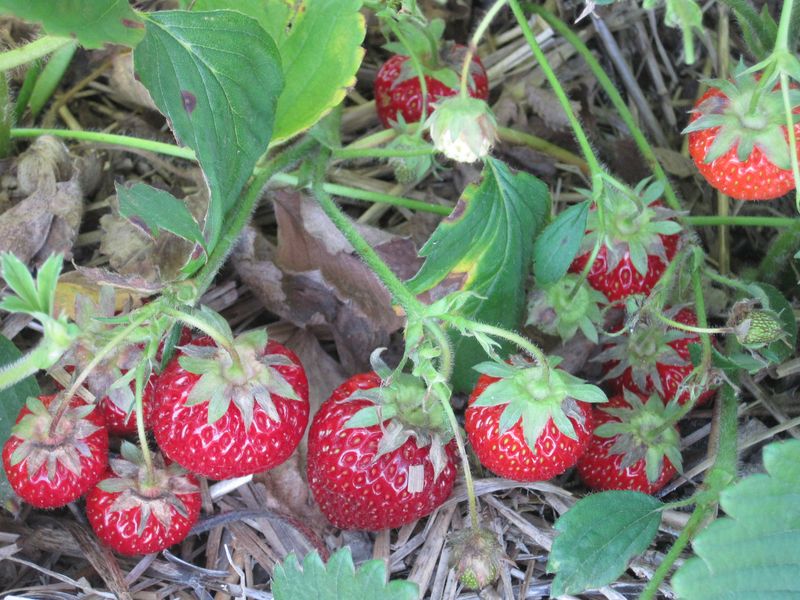 Cold-Hardy Strawberries
