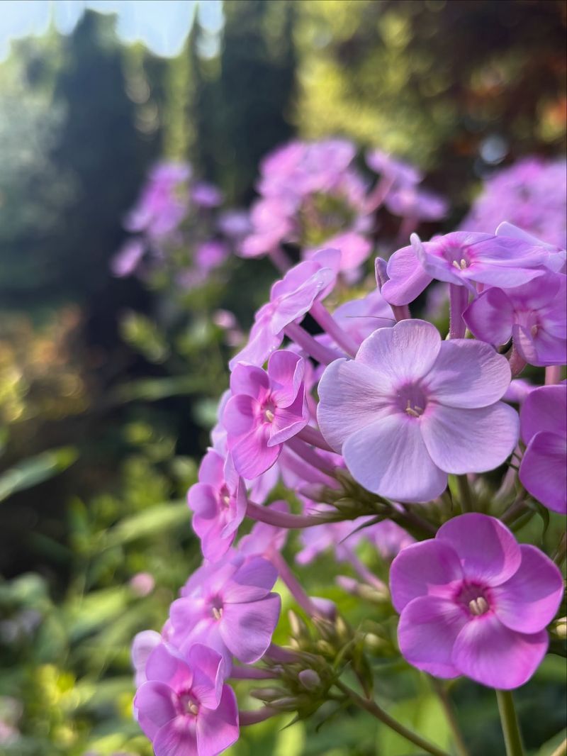 Phlox