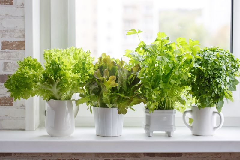 Countertop Herb Garden System
