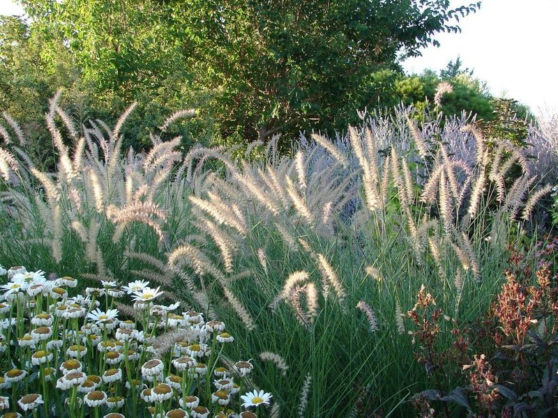 Drought-Tolerant Ornamental Grasses
