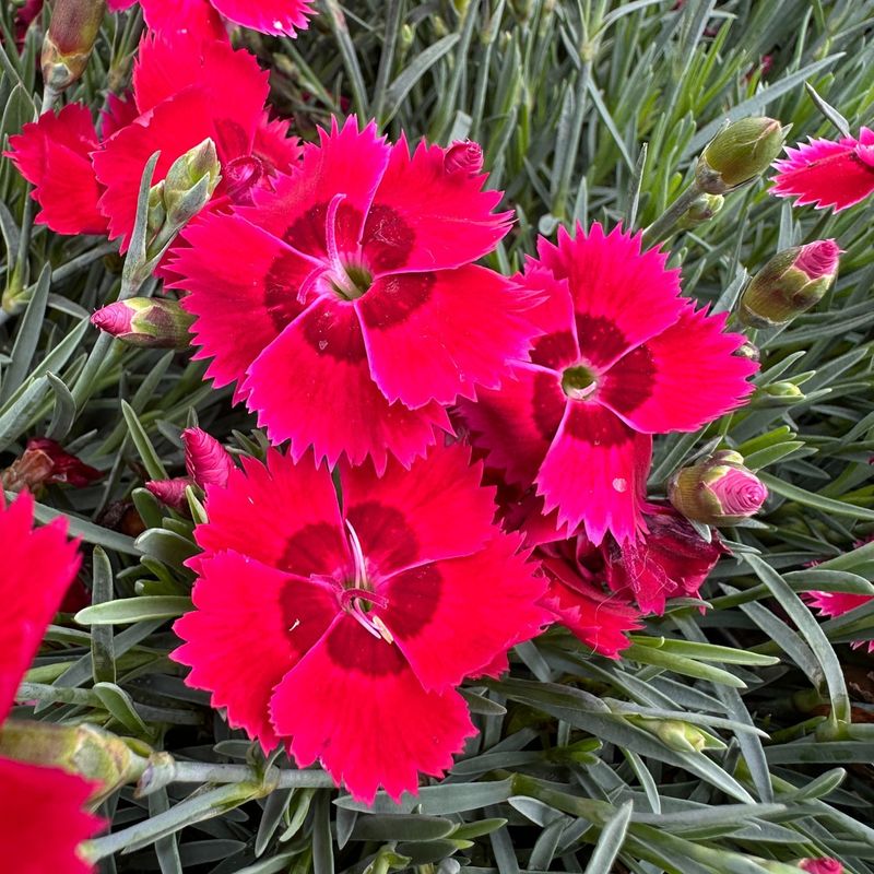 Dianthus