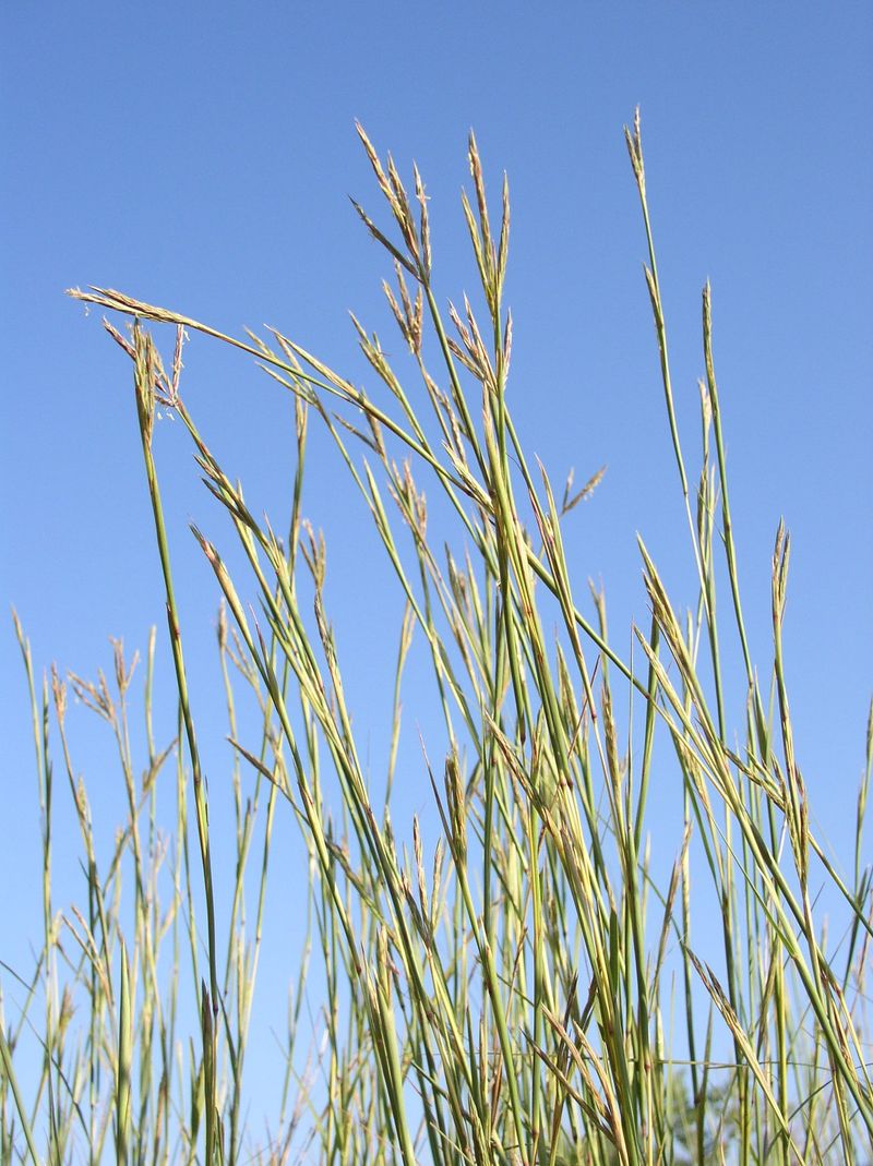Sand Bluestem Dances In Albuquerque Breezes