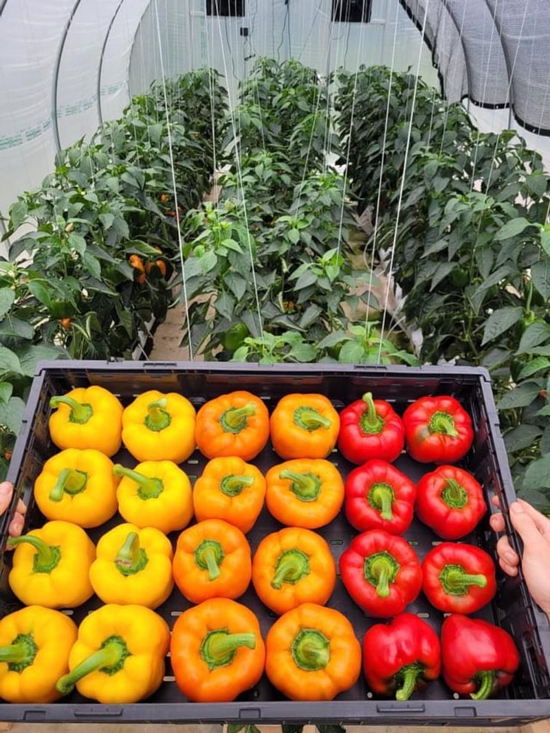 Greenhouse Protection