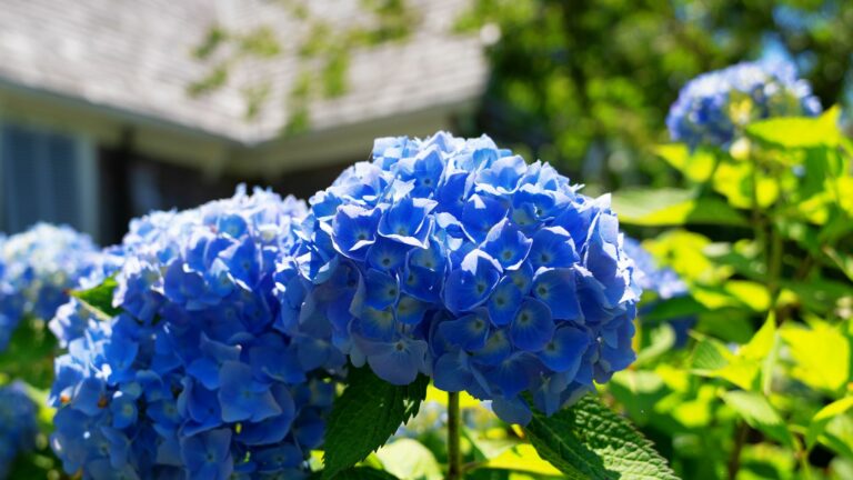 blue hydrangea