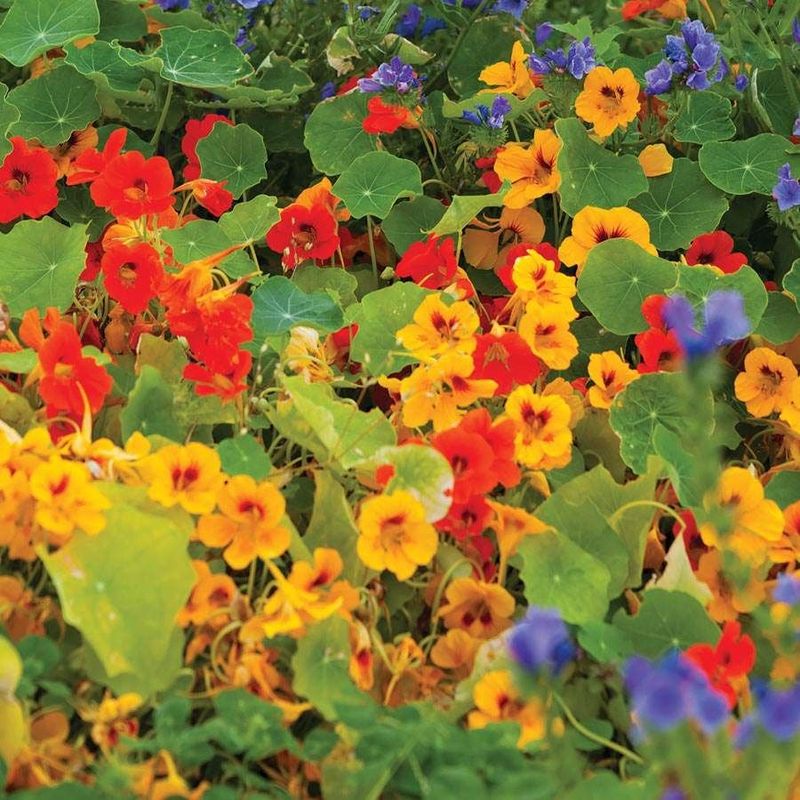 Impressionist Sunrise Garden