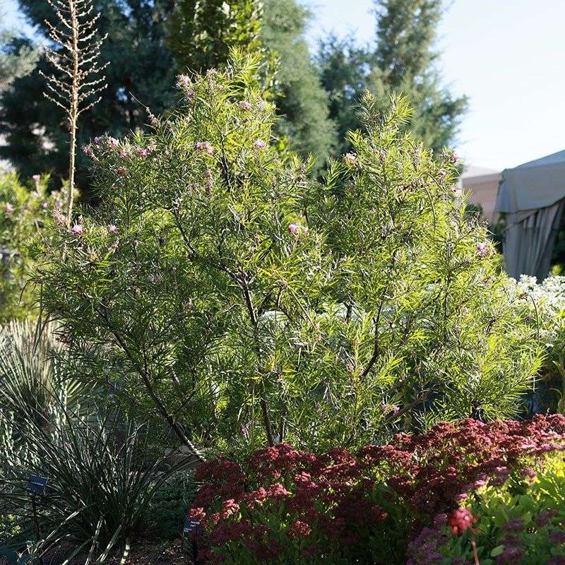 Desert Willow Nook
