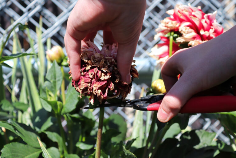Deadheading and clipping back spent dahlia flowers (featured image)