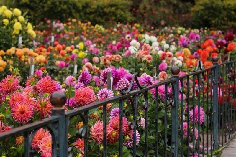 Ferndale's Dahlia-Lined Victorian Streets