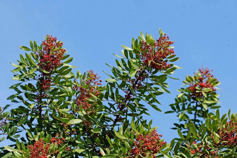 braziliian peppertree (featured image)