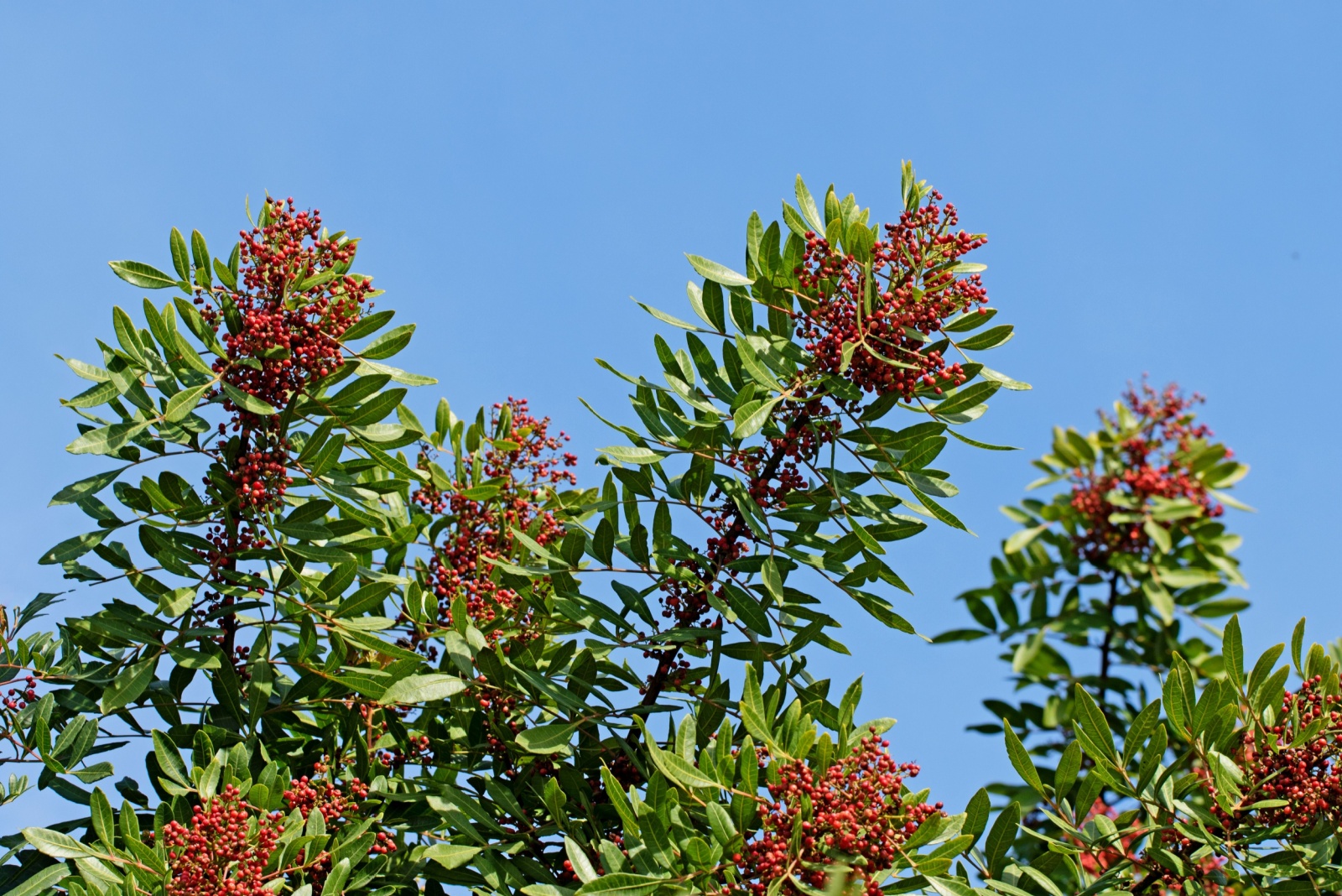 Garden Plants Experts Warn Will Be Blacklisted In The Next 5 Years Across Texas
