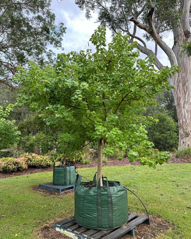 Chinese Tallow Tree