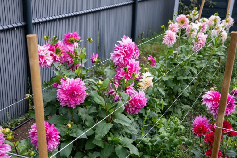 staked dahlia flowers (featured image)