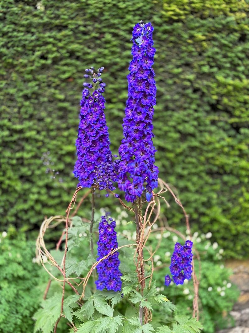 Towering Delphiniums