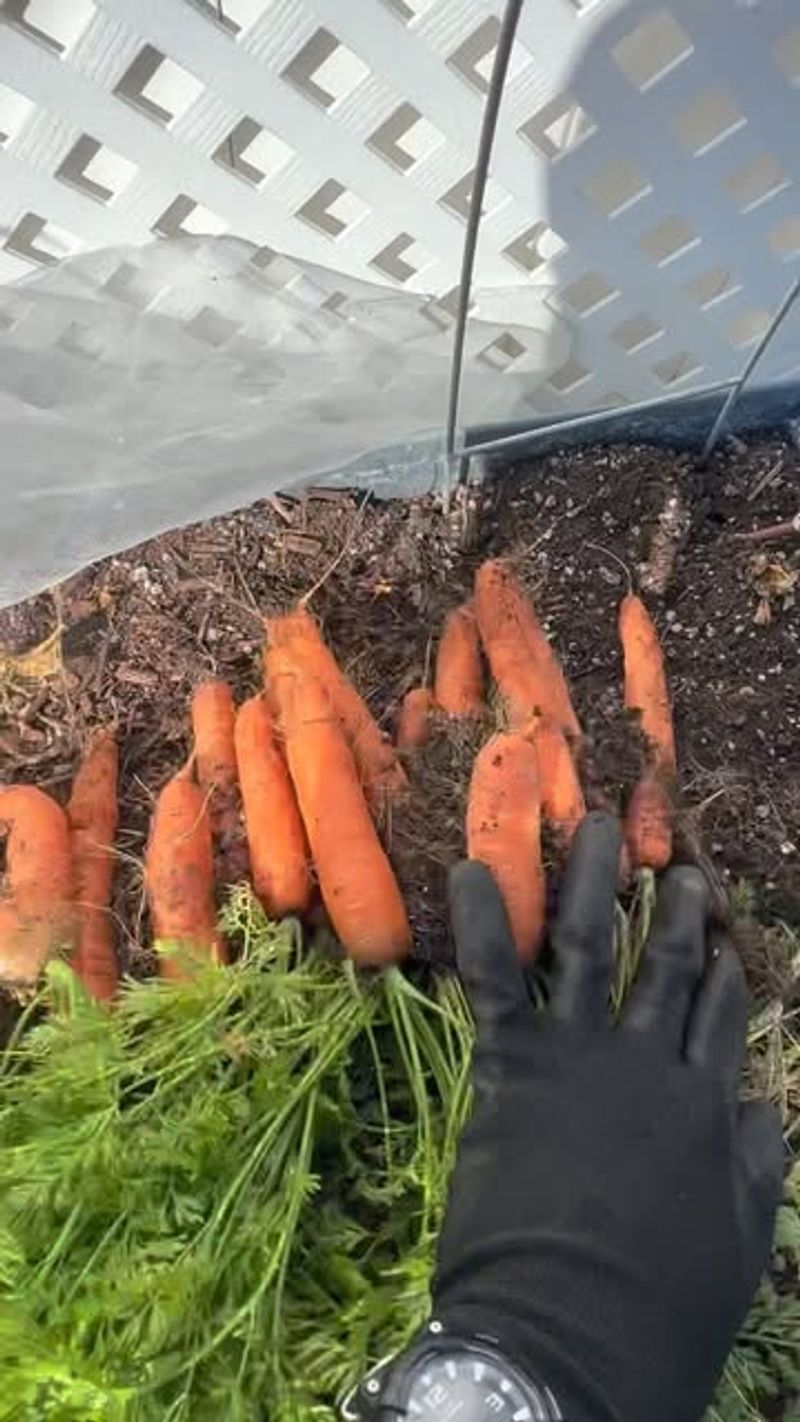 Cold Frame Opportunities