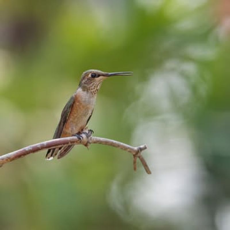Wildlife Watching Pauses