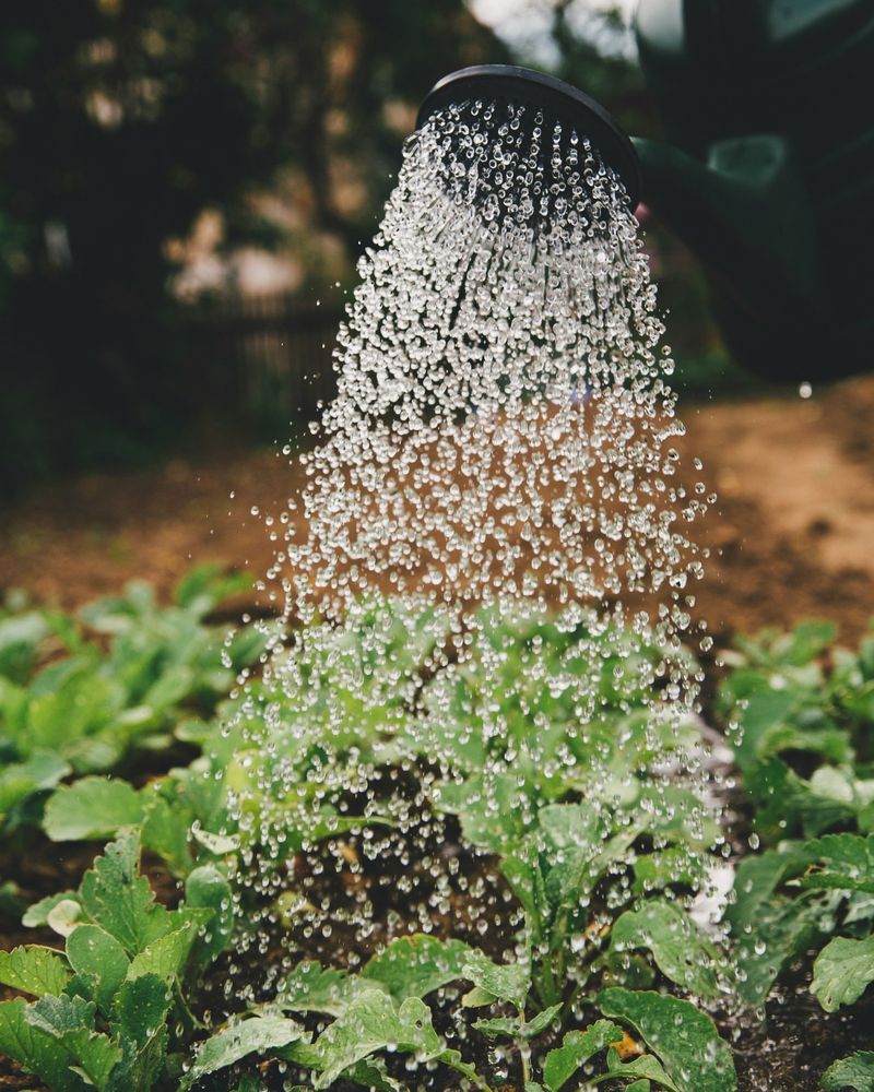 Morning Watering Ritual