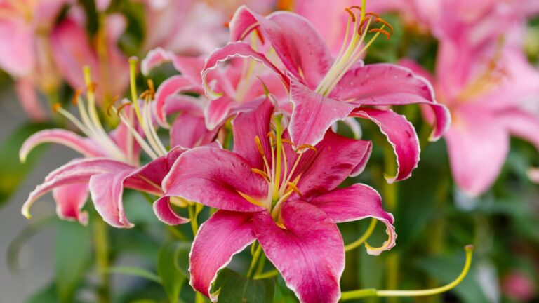 lily plant flower