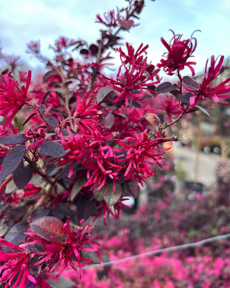 Loropetalum Shrubs Trimmed At Bloom Time