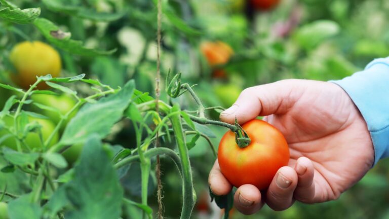 gardener harvests tomato
