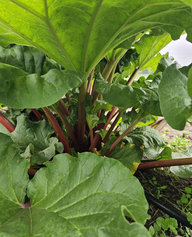 Rhubarb