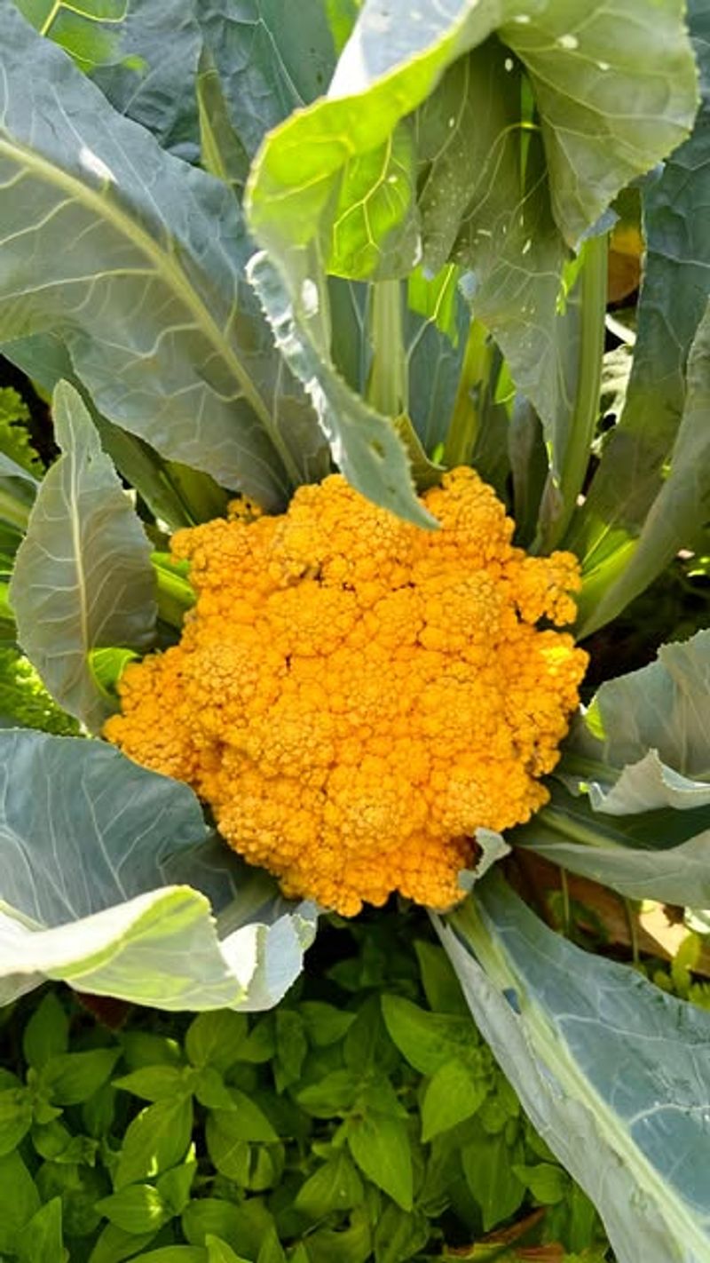 Cauliflower