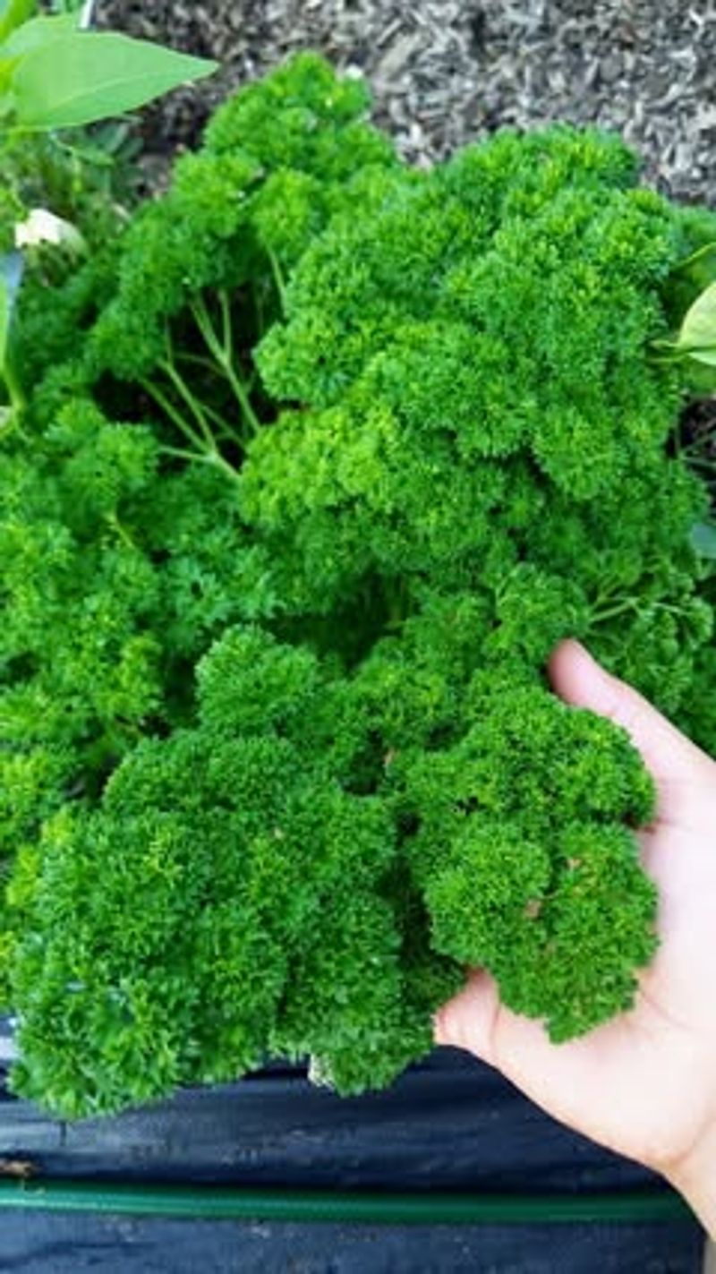 Parsley
