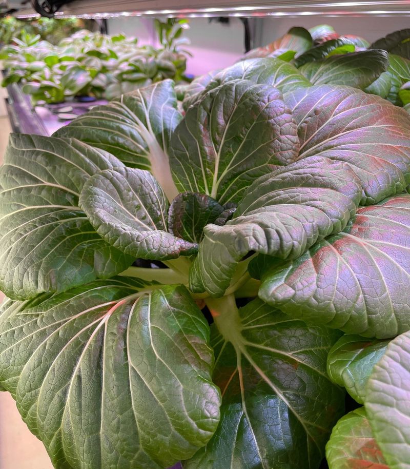 Pak Choi