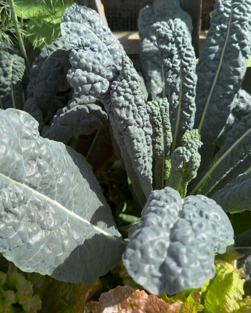Kale Varieties