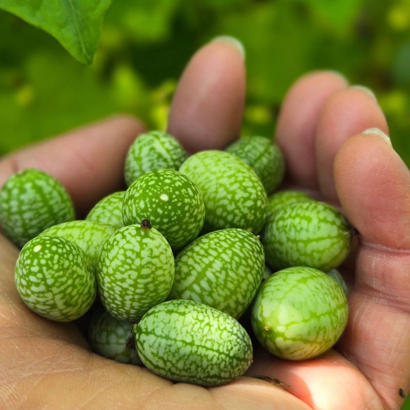 Mexican Sour Gherkins