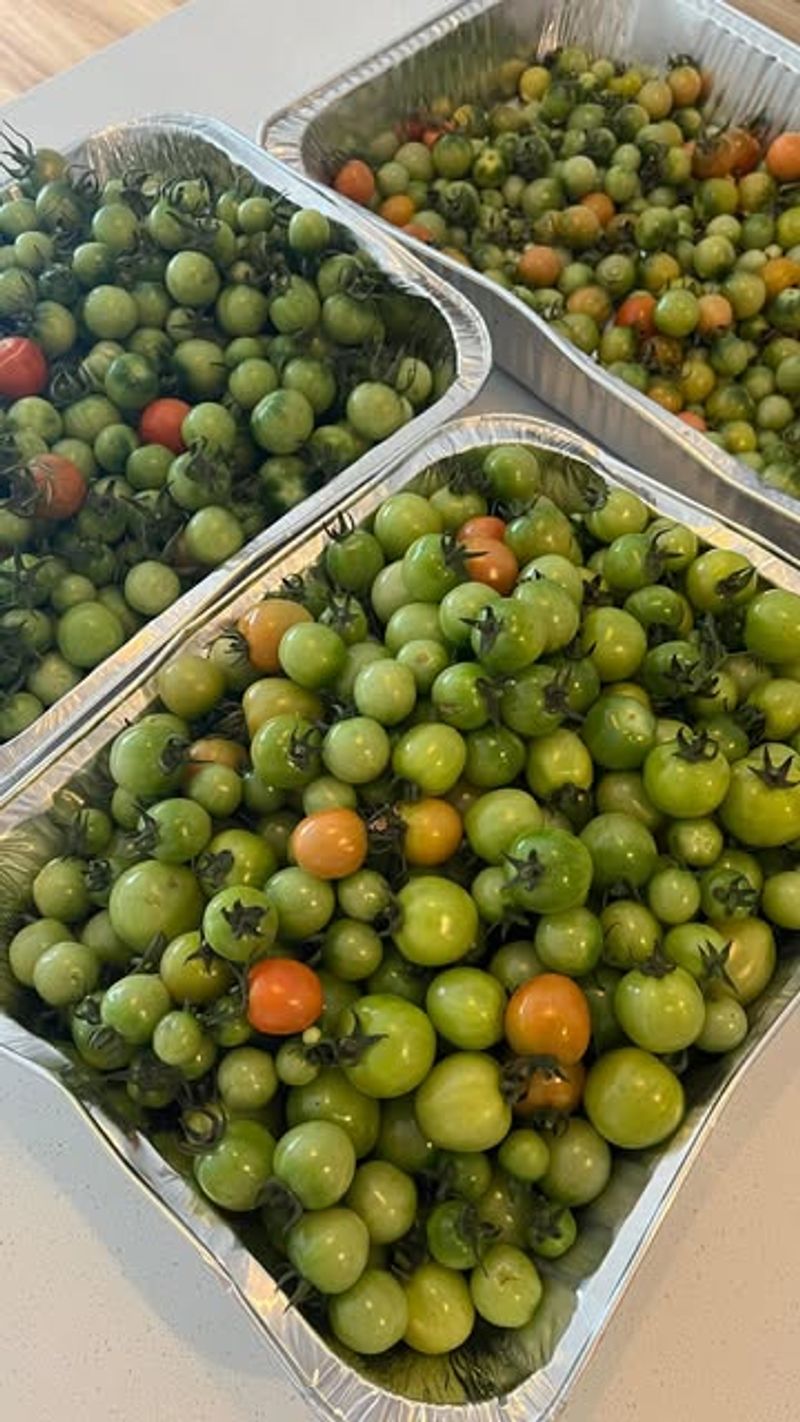 Tomato Ripening