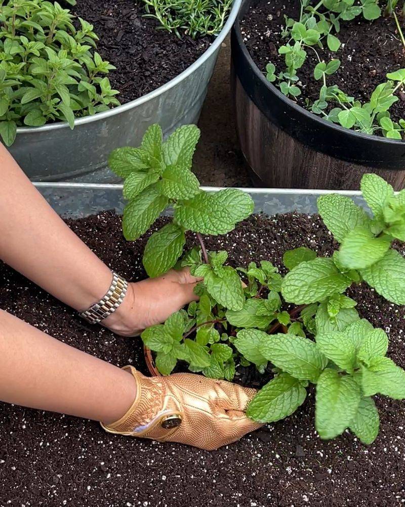 Mint: Cool Freshness Ticks Can't Stand