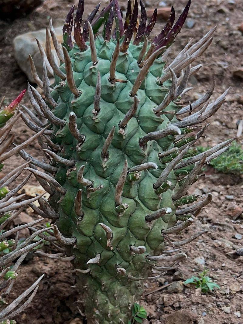 Euphorbia: The Spiky Defender