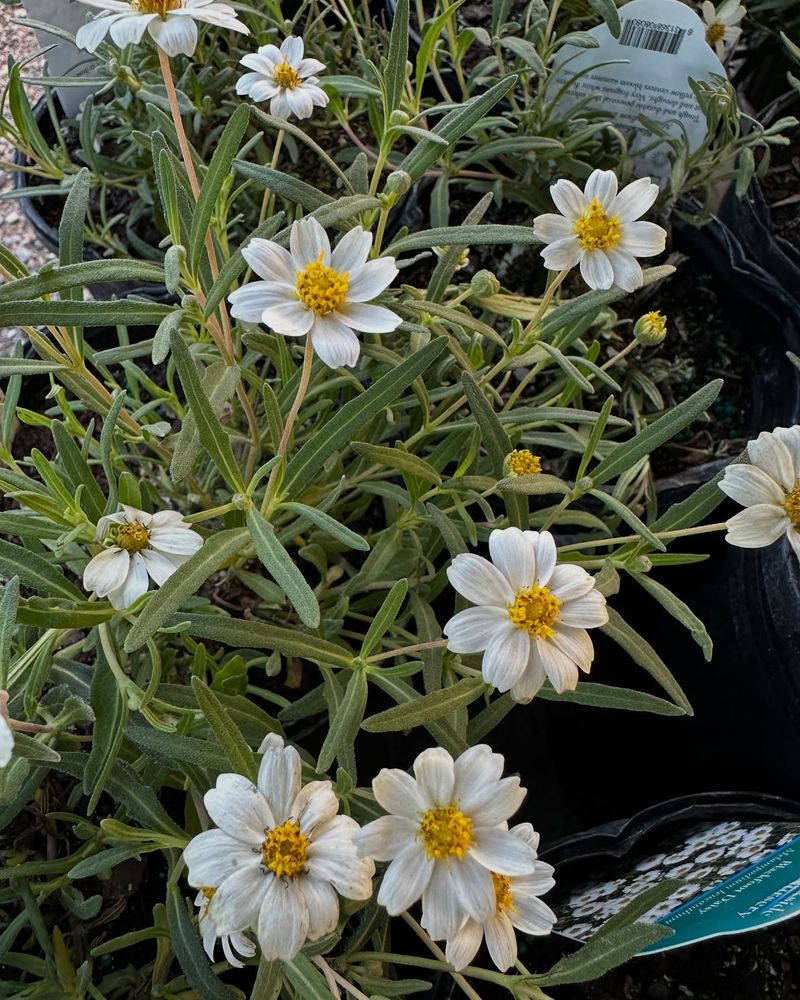 Blackfoot Daisy