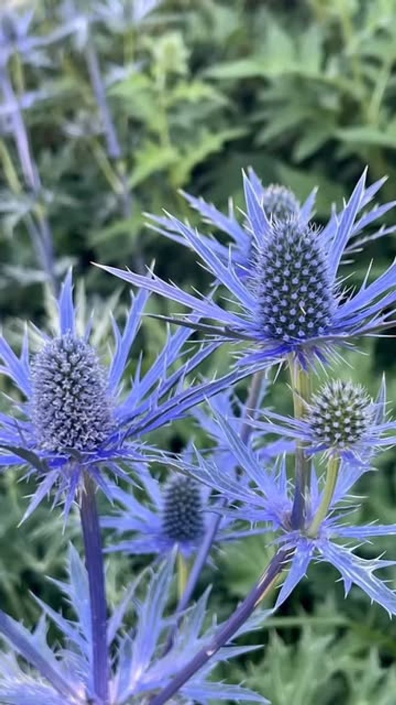 Sea Holly