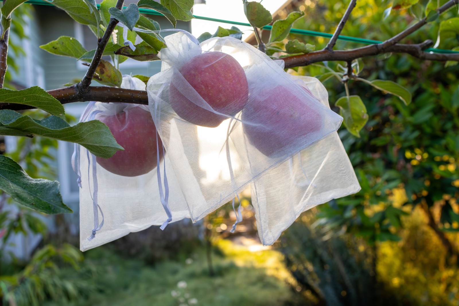 Genius Ways To Reuse Mesh Produce Bags In Your Home Garden