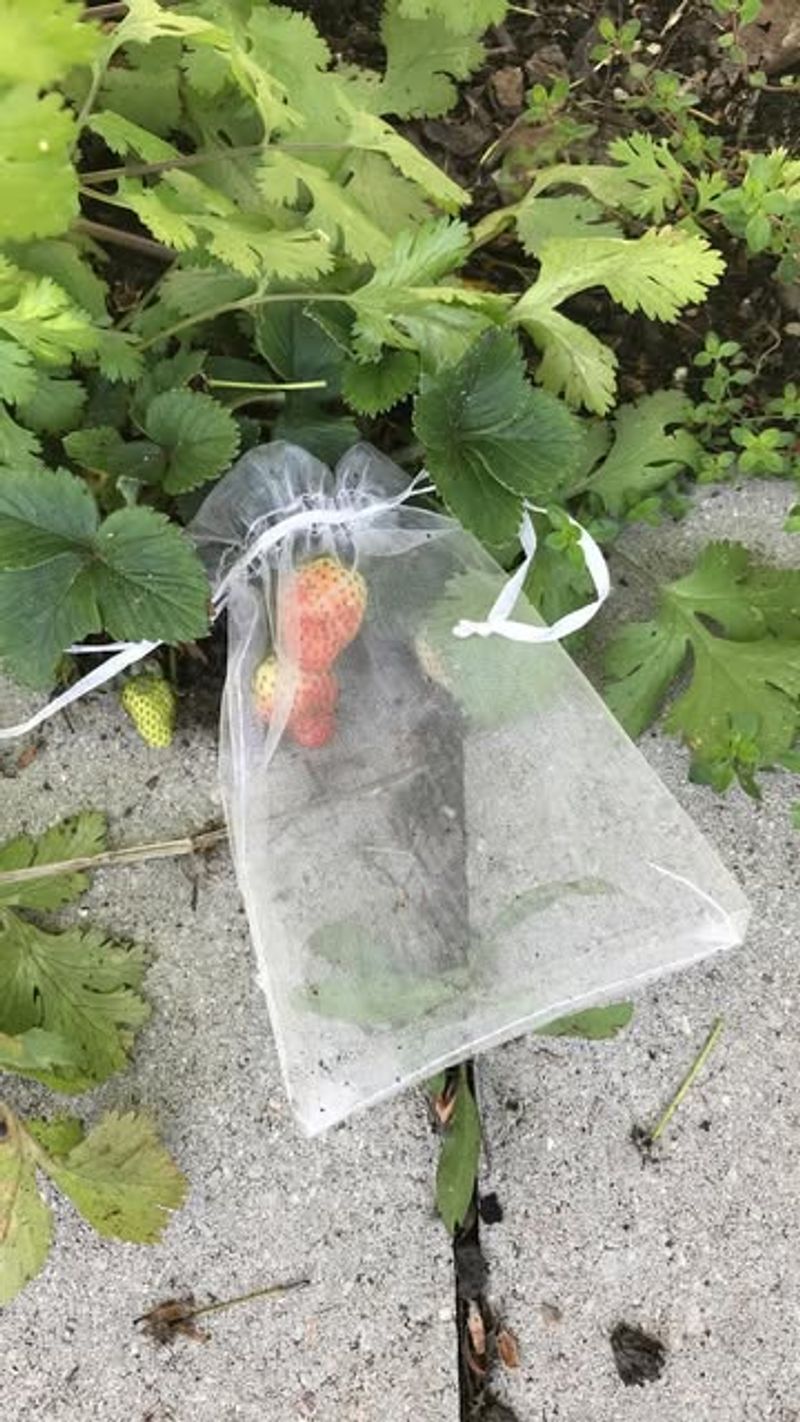 Plant Protection Pouches