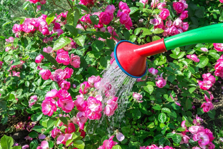 A gardener pours water from a watering can (featured image)