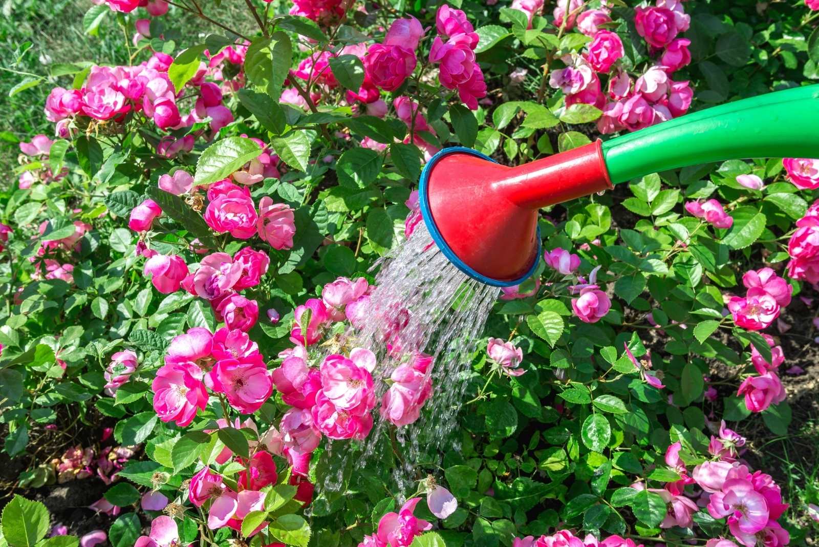 Gentle Evening Gardening Routines For Washington State Gardens