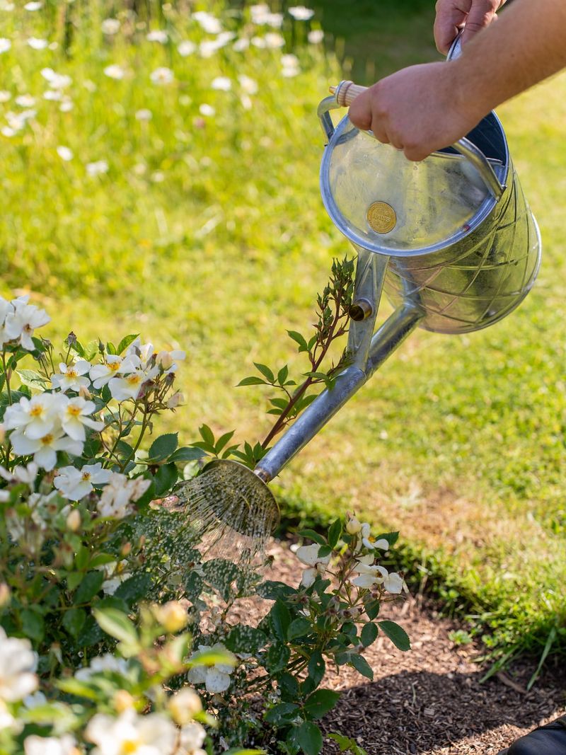 Mindful Watering Sessions