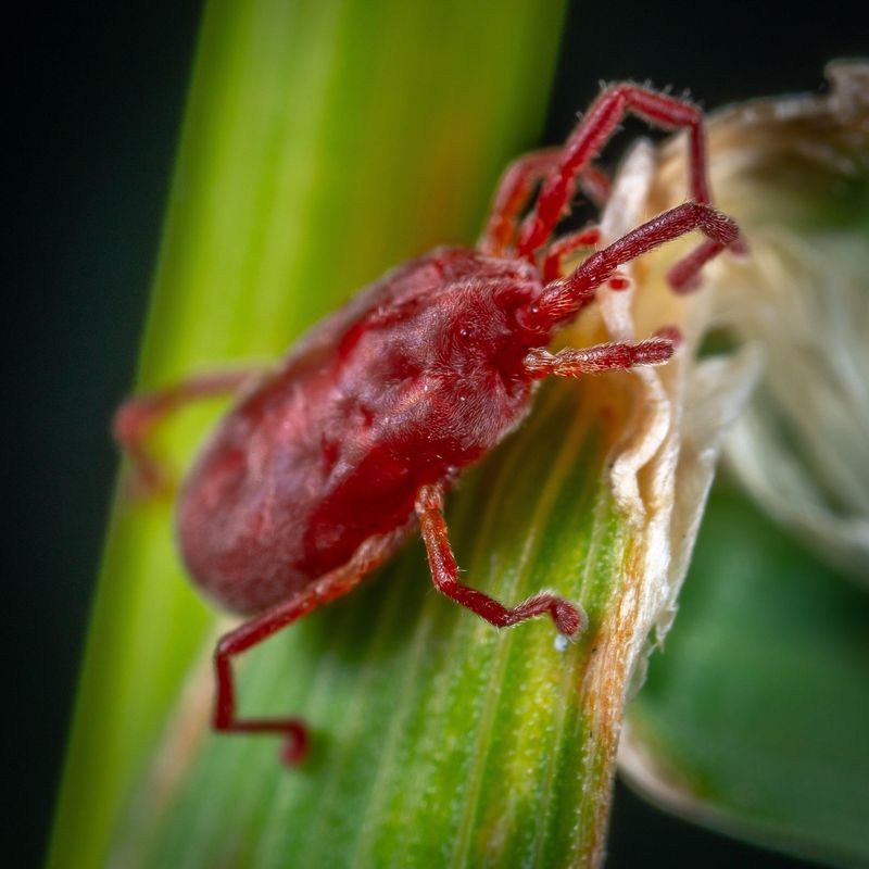Pest Prevention Protocol